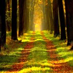 Waldgebiet der Schorfheide