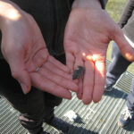 Mit der Solar Explorer auf dem Werbellinsee